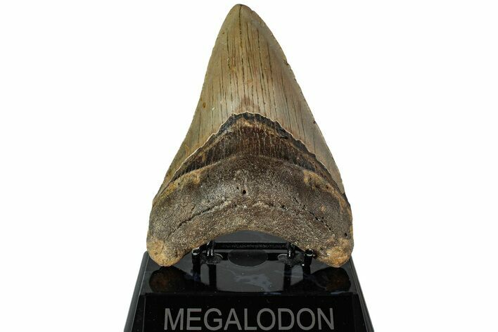 Fossil Megalodon Tooth - North Carolina #226479